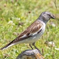 White-winged Snowfinch